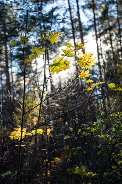 Herbstfarbene Waldblätter gegen die Sonne — Stockfoto