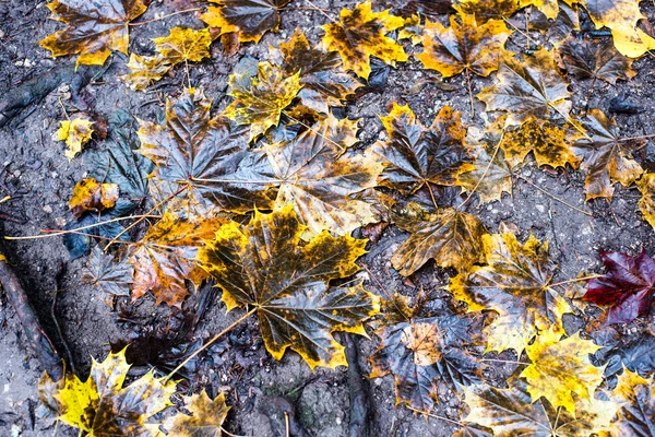 Autumn colored forest leaves abstract — Stock Photo, Image