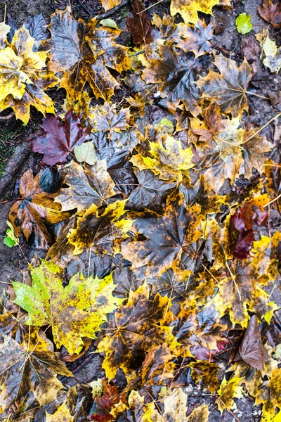 Autunno foglie colorate foresta astratta — Foto Stock