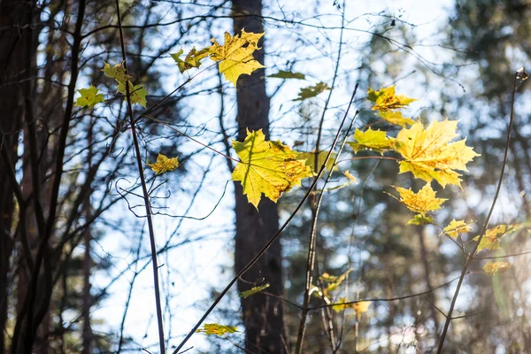 Höstens färgade skog lämnar mot solen — Stockfoto