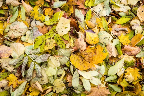 Hutan berwarna musim gugur meninggalkan abstrak — Stok Foto