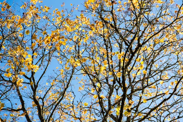 Viejo árbol grande sobre fondo de color con cielo azul —  Fotos de Stock