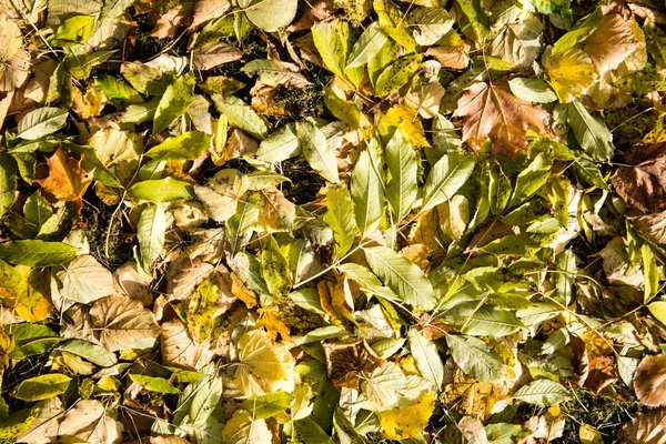 Automne feuilles de forêt colorées abstraites — Photo