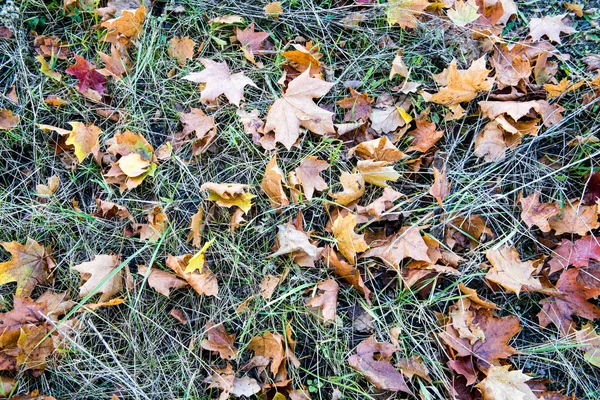 Осенние листья леса абстрактны — стоковое фото