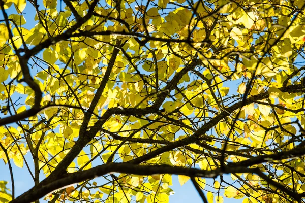 Árvore grande velha no fundo da cor com céu azul — Fotografia de Stock