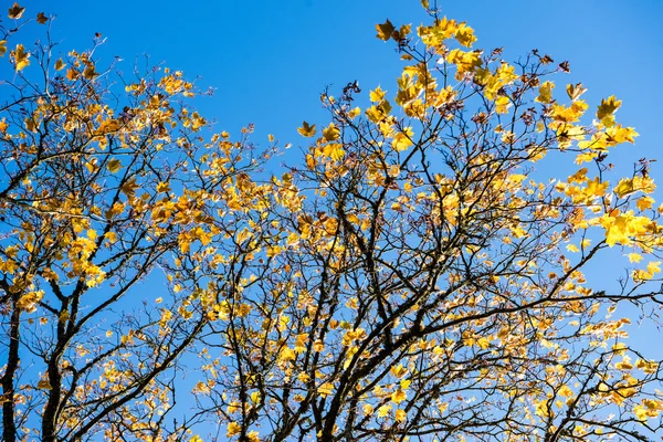 Gamla stora träd på färg bakgrund med blå himmel — Stockfoto