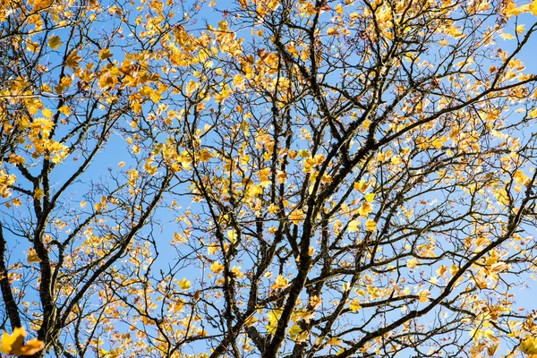 Vecchio grande albero su sfondo di colore con cielo blu — Foto Stock