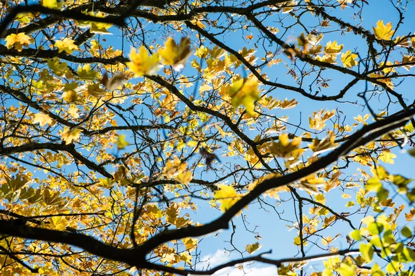 Árvore grande velha no fundo da cor com céu azul — Fotografia de Stock