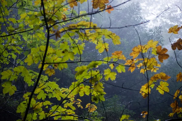 Bunte Herbstbäume im dichten Nebel im Wald — Stockfoto