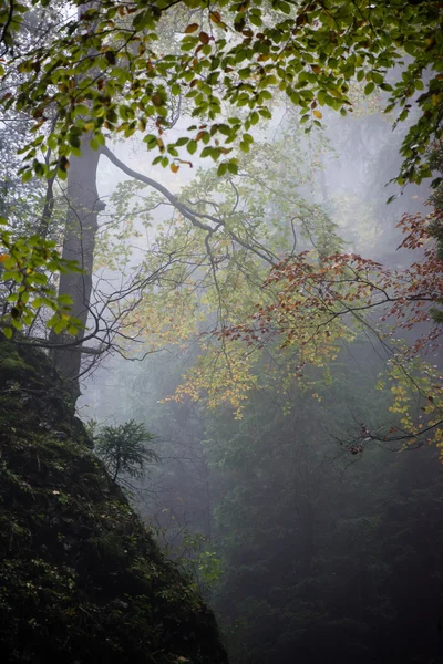 Colorfull höstträd i tung dimma i skogen — Stockfoto