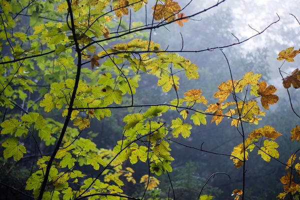 Colorfull autumn drzewa w ciężkich mgła w lesie — Zdjęcie stockowe