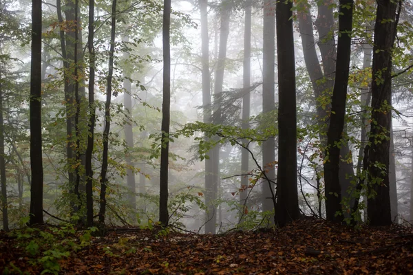 Colorfull höstträd i tung dimma i skogen — Stockfoto