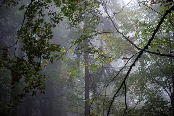 Värikäs syksy puita raskas sumu metsässä — kuvapankkivalokuva