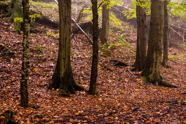 Árvores de outono coloridas em névoa pesada na floresta — Fotografia de Stock