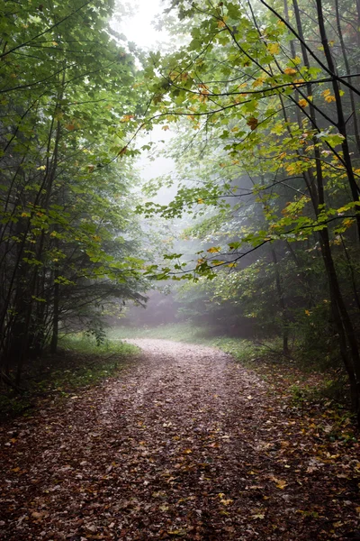 Árvores de outono coloridas em névoa pesada na floresta — Fotografia de Stock