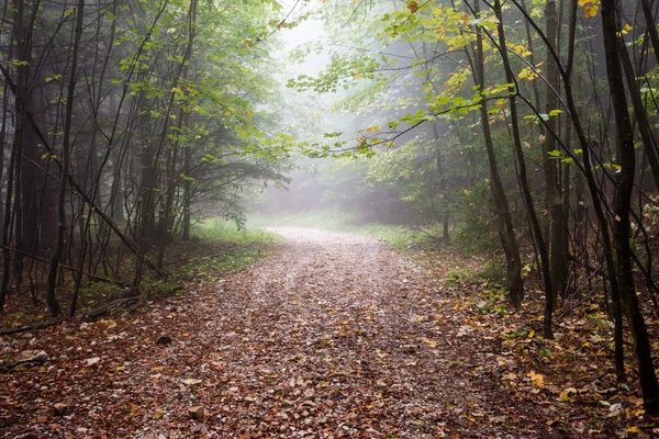 Colorfull autumn drzewa w ciężkich mgła w lesie — Zdjęcie stockowe