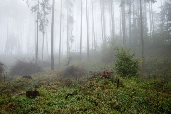 Colorfull autumn trees in heavy mist in forest — Stock Photo, Image