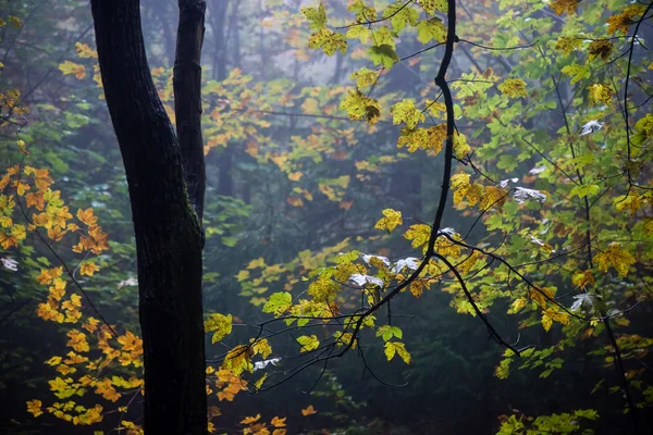 Bunte Herbstbäume im dichten Nebel im Wald — Stockfoto
