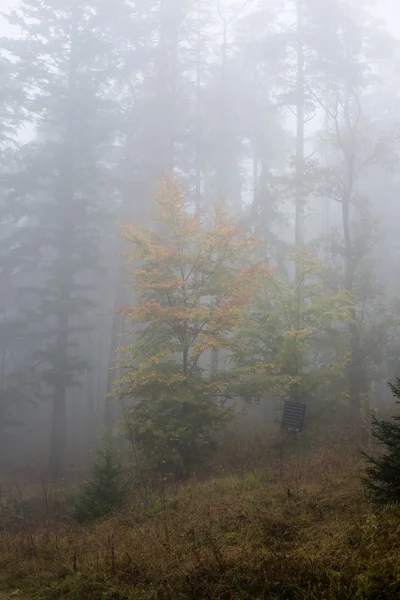 Ağır Sis renkler sonbahar ağaçlarda ormandaki — Stok fotoğraf