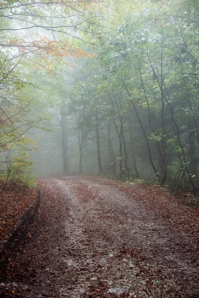 Colorfull autumn trees in heavy mist in forest — Stock Photo, Image