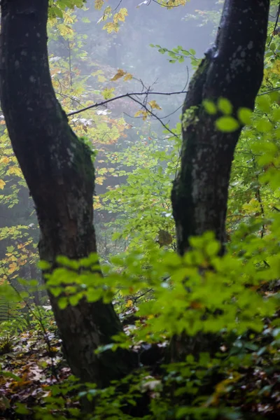 フォレストで重い霧のカラフルな紅葉 — ストック写真