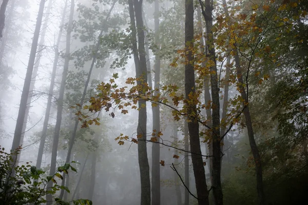 Πολύχρωμες φθινοπωρινές δέντρα σε βαρύ νέφος στο δάσος — Φωτογραφία Αρχείου