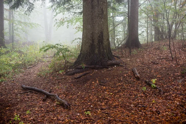 Árvores de outono coloridas em névoa pesada na floresta — Fotografia de Stock