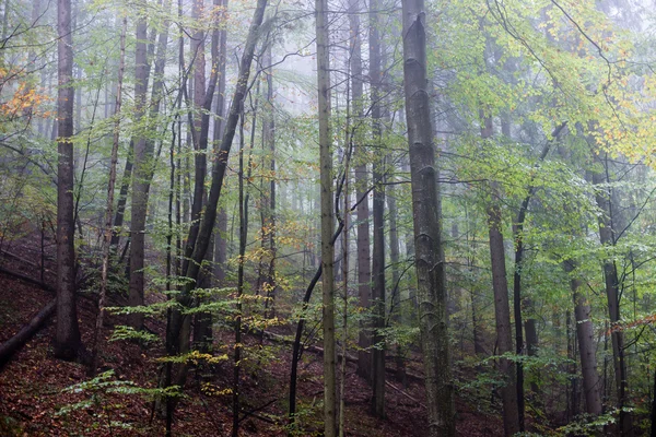 Barevné podzimní stromy v hustá mlha v lese — Stock fotografie