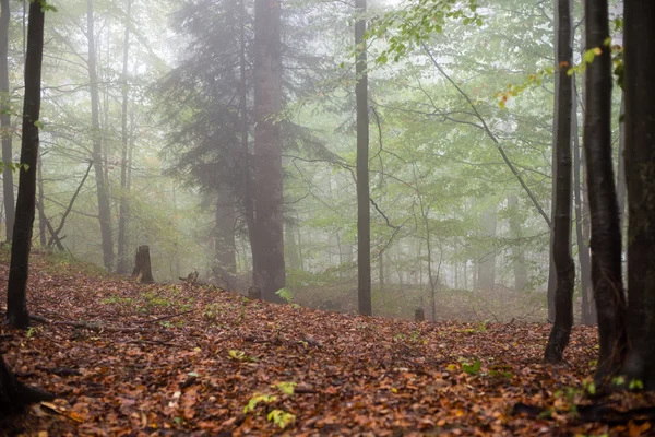 Kleurrijke herfst bomen in zware mist in bos — Stockfoto