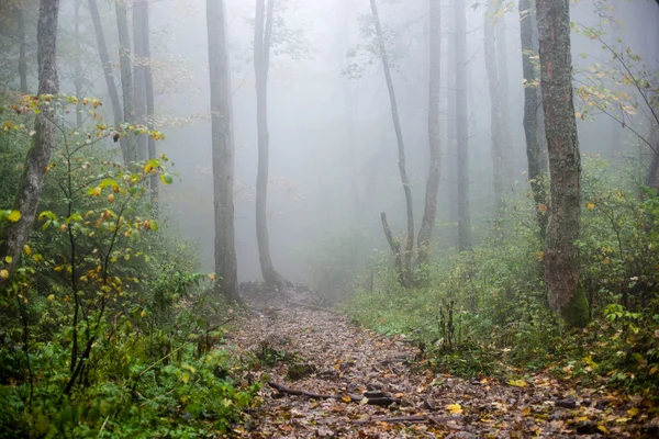 Красочные осенние деревья в густом тумане в лесу — стоковое фото