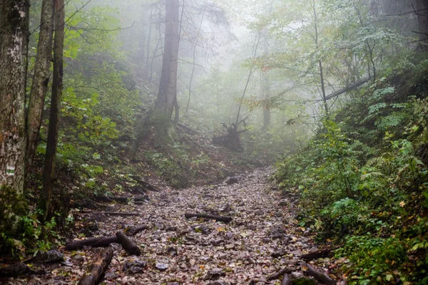 Árvores de outono coloridas em névoa pesada na floresta — Fotografia de Stock