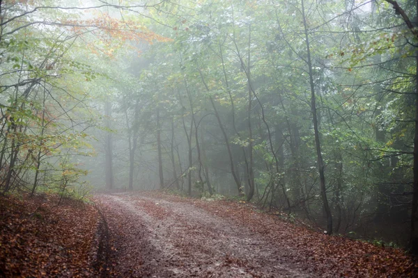 Ağır Sis renkler sonbahar ağaçlarda ormandaki