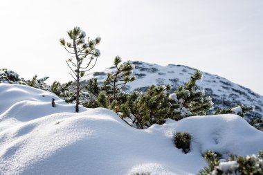 Kış karla kaplı dağ başında