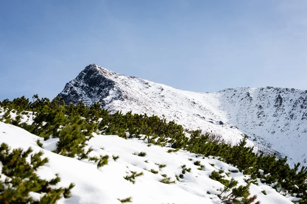 Sommets en hiver recouverts de neige — Photo