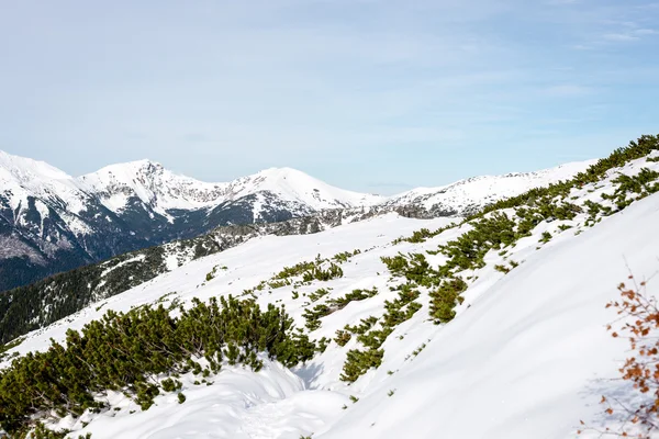 Горные вершины зимой покрыты снегом — стоковое фото