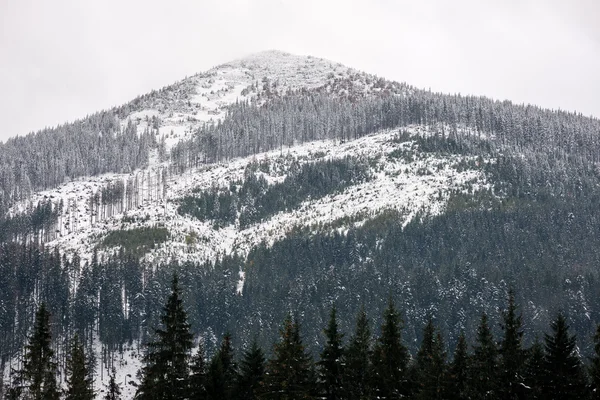 Kış karla kaplı dağ başında — Stok fotoğraf