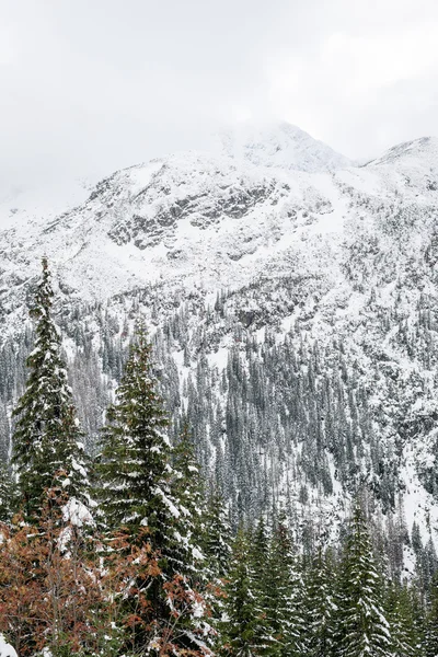 Cumes de montanha no inverno cobertos de neve — Fotografia de Stock