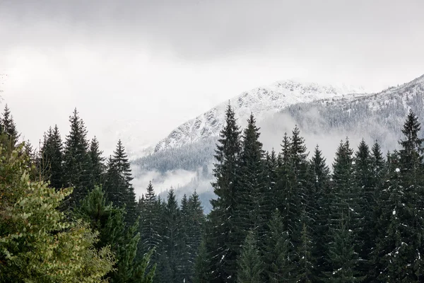 在冬天白雪皑皑的山顶 — 图库照片
