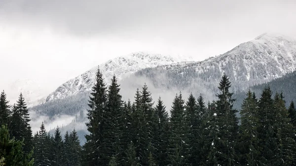 Kış karla kaplı dağ başında