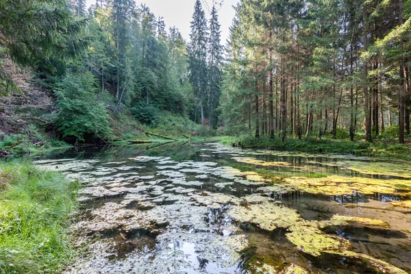 Sakin göl su yansımalar
