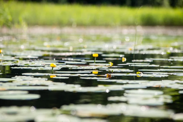 Отражения в спокойной озерной воде с водяными лилиями — стоковое фото