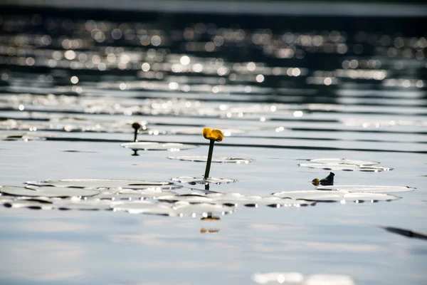 Отражения в спокойной озерной воде с водяными лилиями — стоковое фото