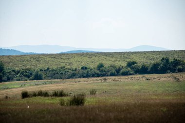 Karpat Dağları ormandan görüntülemek