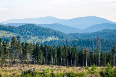Karpat Dağları ormandan görüntülemek