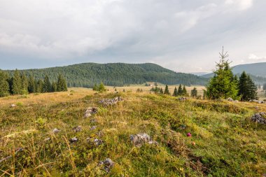 Karpat Dağları ormandan görüntülemek