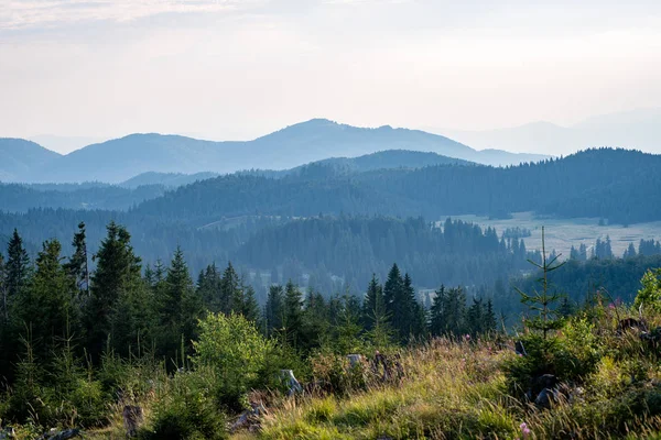 Vista a las montañas de los Cárpatos desde el bosque — Foto de Stock