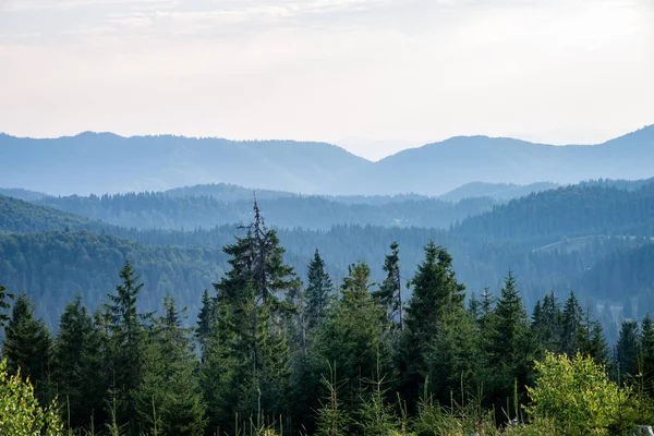 Vista a las montañas de los Cárpatos desde el bosque — Foto de Stock