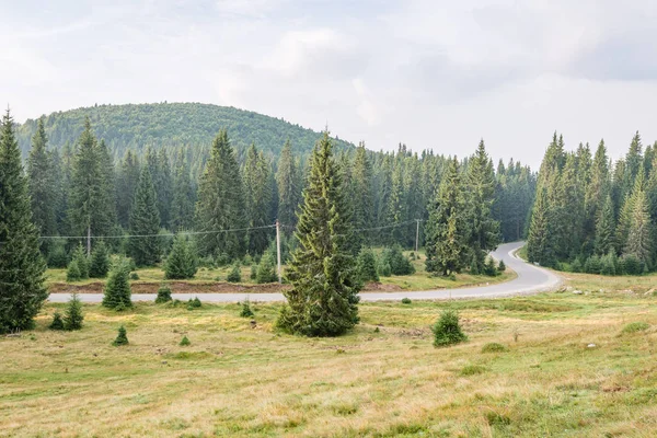 Pinos en el jardín royal flora — Foto de stock © foto76 #141793042