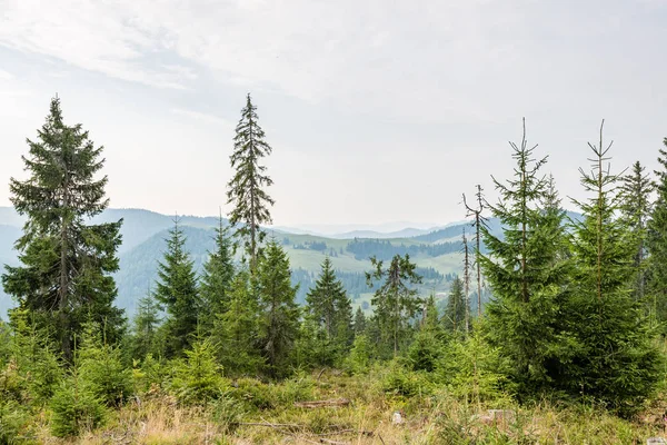 Vista a las montañas de los Cárpatos desde el bosque —  Fotos de Stock