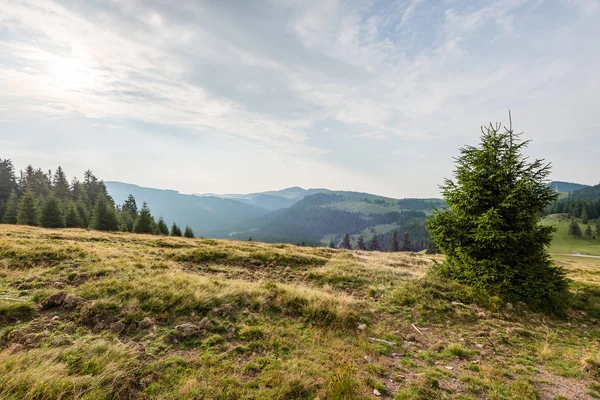 stock image View to the carpathian mountains from forest